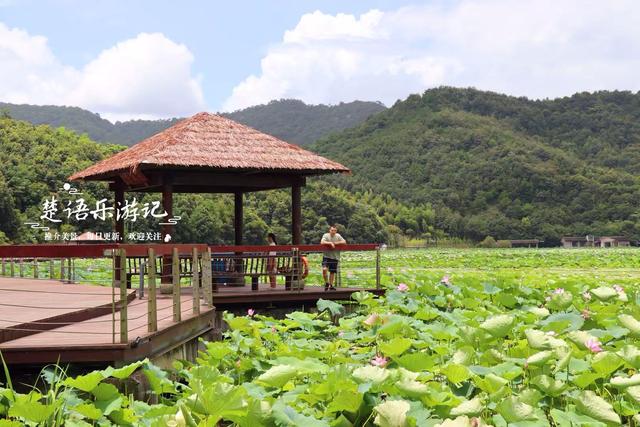 浙江宁波这片秘境又到最美时，百亩荷花美如画，金鸡菊花海也很美