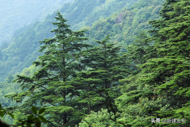 闯入罗霄之巅的绿色秘境