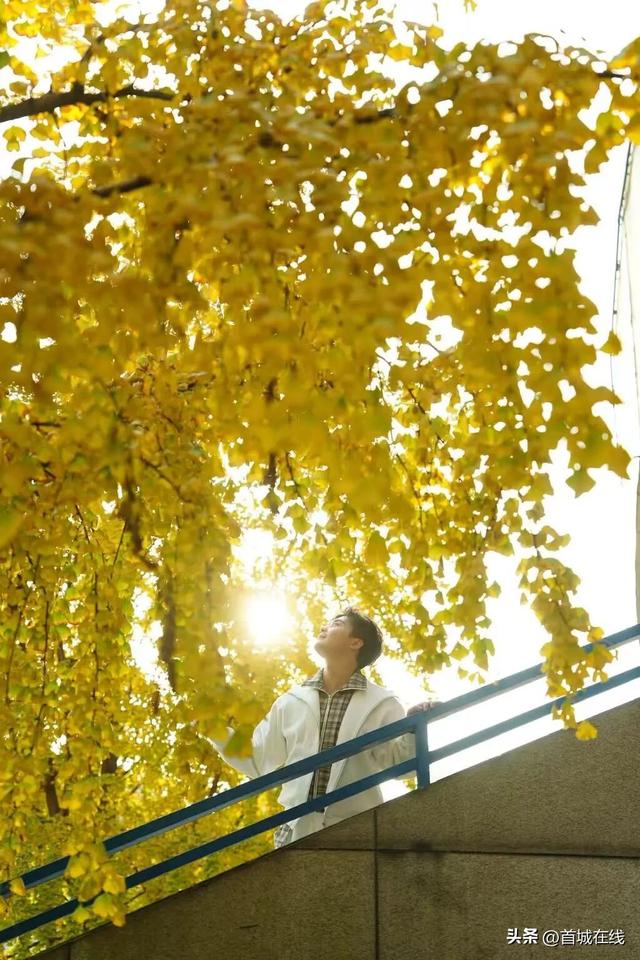 错过等明年！宜宾今年宝藏银杏打卡地合集在这里