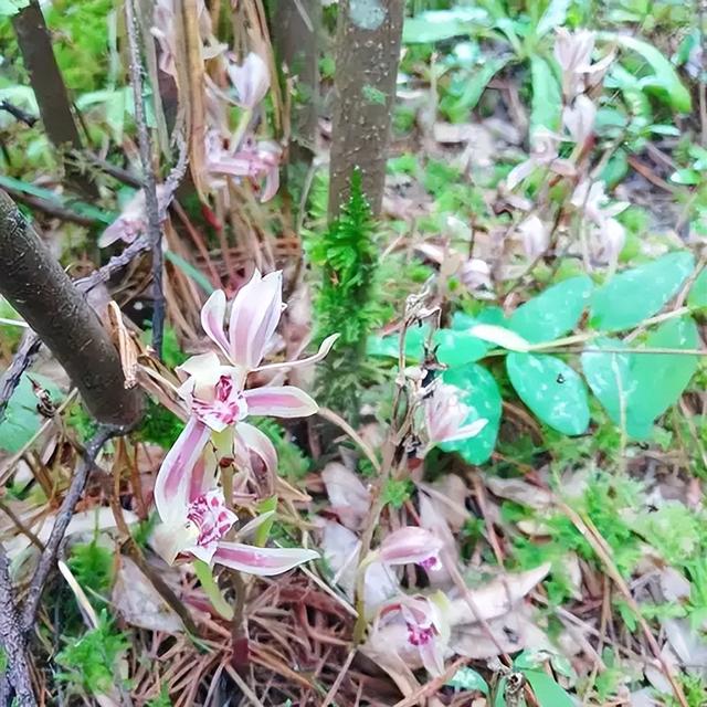 一年仅出现几天！24年四川首次发现“隐身”植物，遇见堪比中彩票