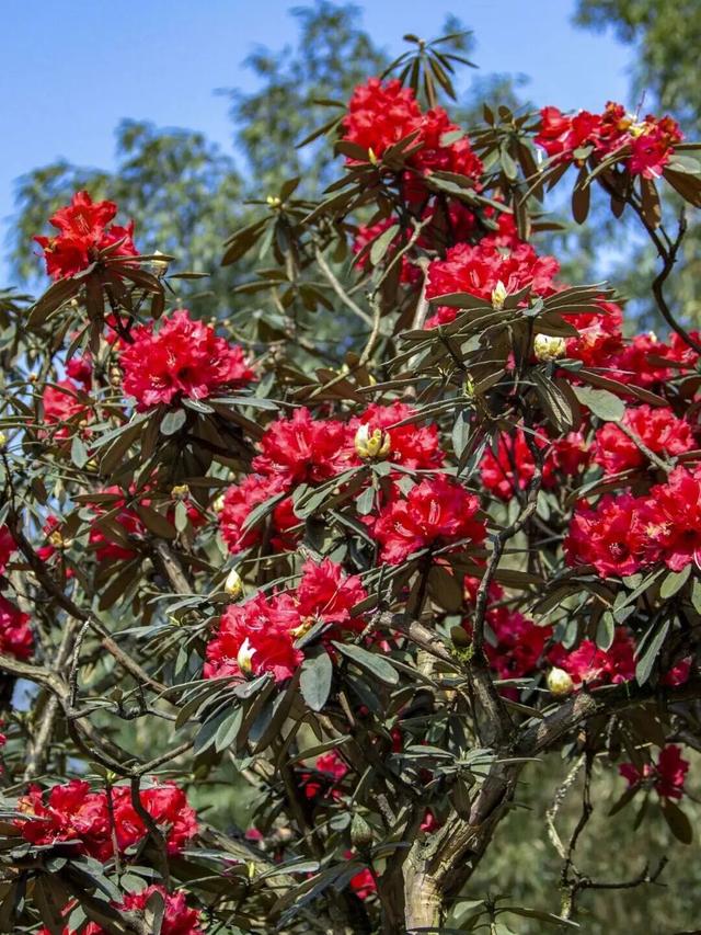 烟火成都丨哇塞！成都的春天也太会开了