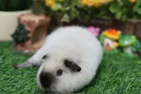 荷兰猪刚买的估计多大?图片