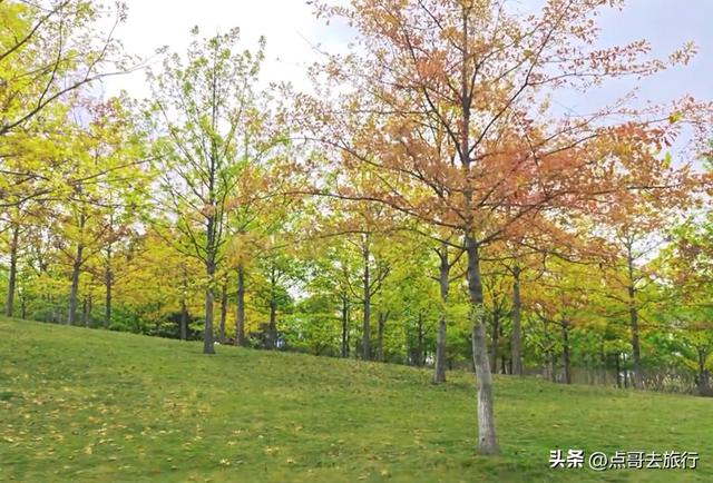 成都市区4大枫叶观赏地，彩林超惊艳，都不要门票，公交车可达！