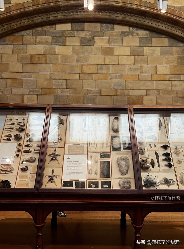 英国自然历史博物馆：一场穿越时空的旅程