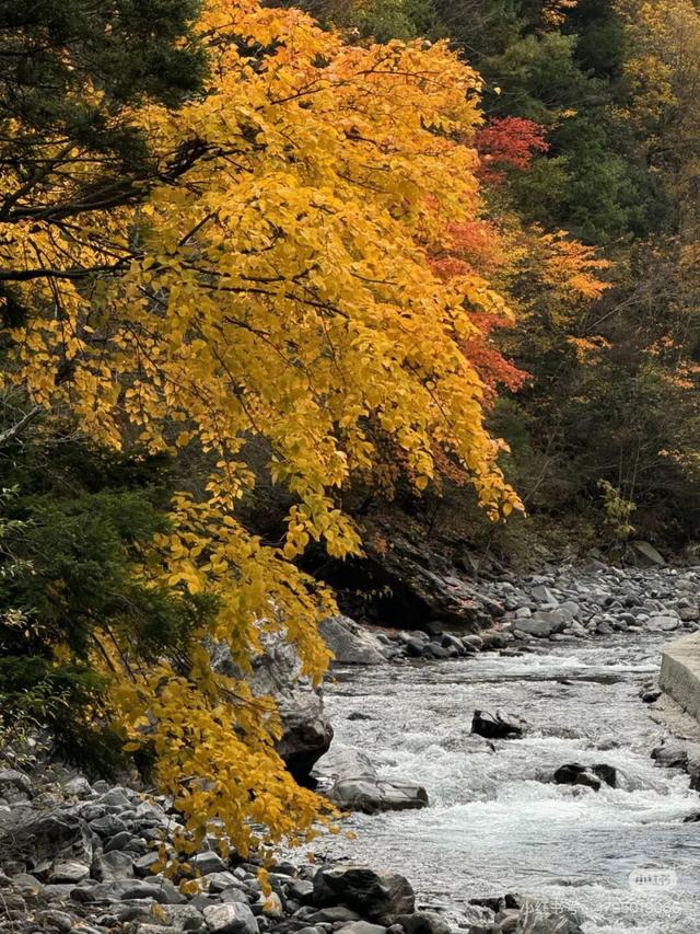 今年理县红叶开挂了！红得惊动天地，美到不可方物