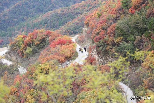 石家庄井陉：松树岭赏秋观红叶，漫山红遍层林尽染
