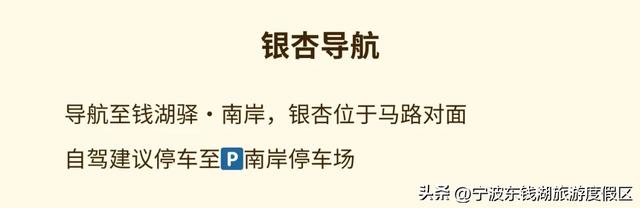 一场迟到的银杏雨，给钱湖南路染上了秋天的颜色~