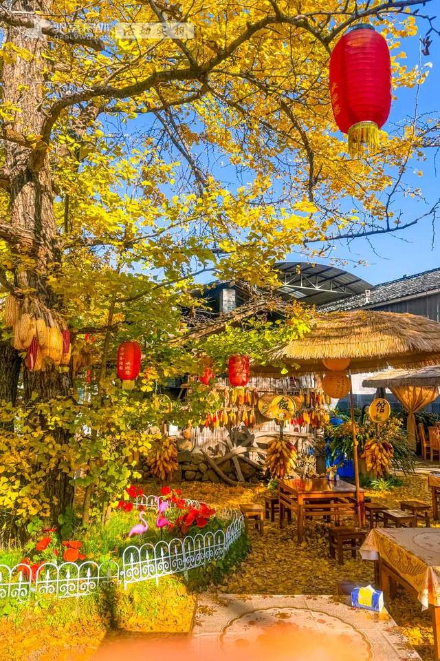 11月的云南腾冲，3000株银杏迎来黄金观赏期，美成人间仙境！