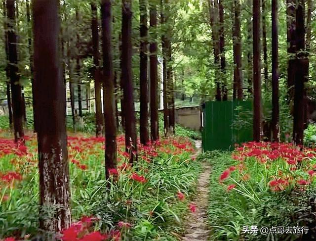 成都市区彼岸花，花开成海，不要门票，地铁公交直达！