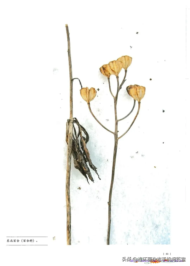 《青山草木》页选03