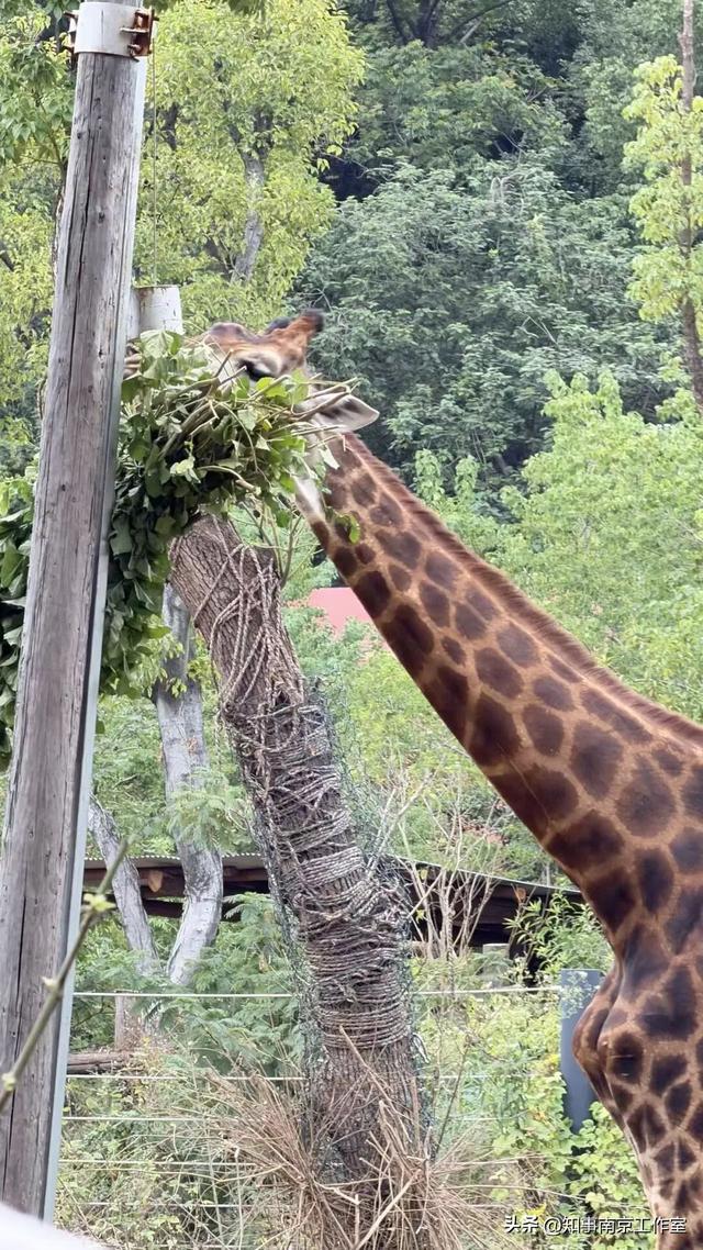 降温天逛红山动物园有多爽？