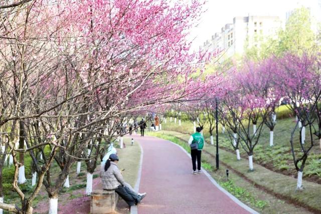 千真万确！渝北，入春了！