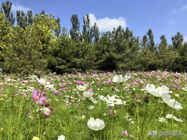 来吧!拥抱延庆50000㎡波斯菊