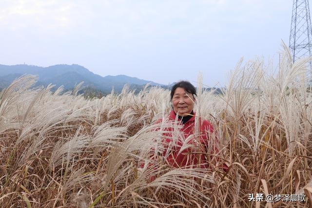 安陆：当银杏遇见芦苇 画框里的诗与远方