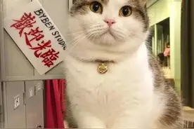 影楼收养一只流浪猫后，生意竟暴涨10倍，因为它的镜头感太好！图片