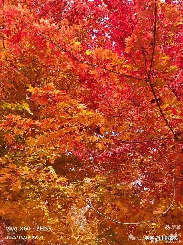 丹枫映秋,枫彩满楼|申艳娟