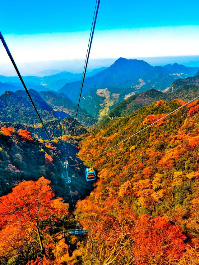 金佛山秋色的含金量，被低估了！🍂
