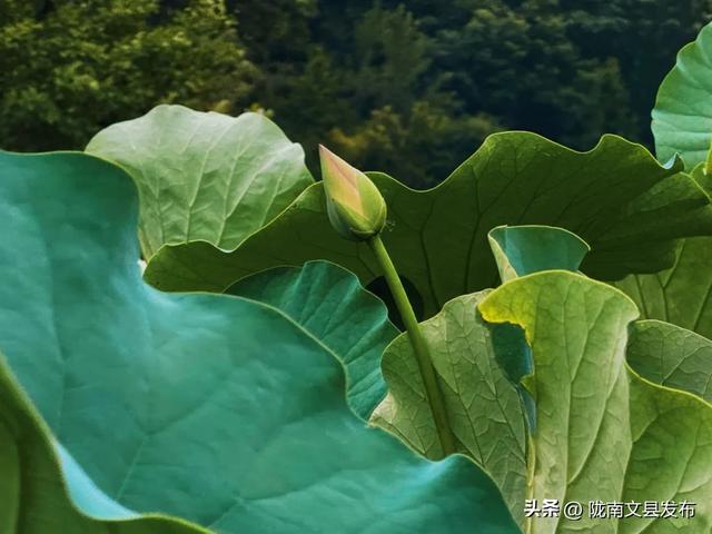 文县碧峰沟荷花如约而至，快来邂逅“接天莲叶无穷碧”的美景