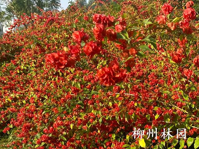 柳州市柳石路游步道变身“红色瀑布”