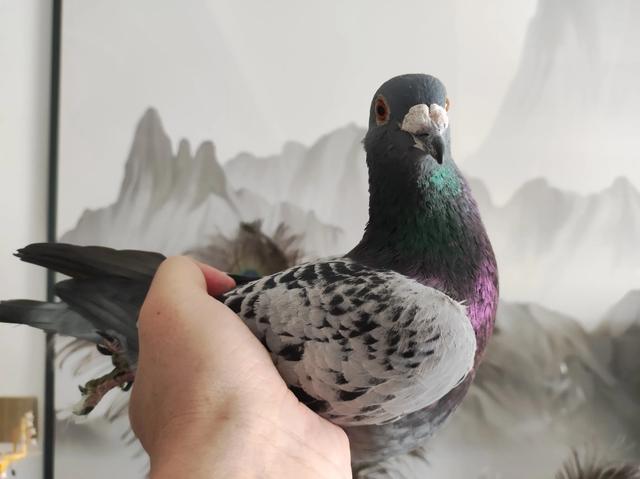 纯正的詹森鸽