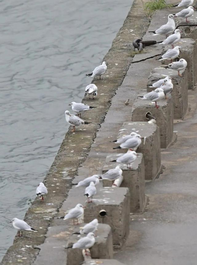 不用去云南了！在重庆就能“鸥”遇🤩