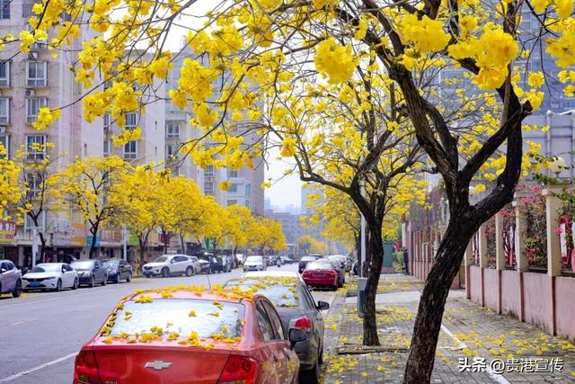春日限定！贵港这条街道秒变“黄金大道”，落花成景美哭了！