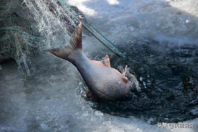 吉林的冰上冬捕刚刚下线，新疆的就来了，知道是哪吗？