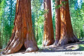 甲木生于四季论断图片