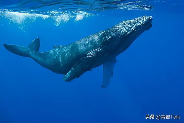 触摸砂纸质感鲸皮，见证恐龙生死搏斗，这座博物馆让孩子爱上自然