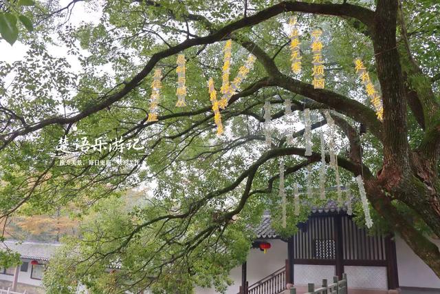 浙江宁波这座山巅古寺的银杏火了，红枫与水杉林也很美，堪比油画