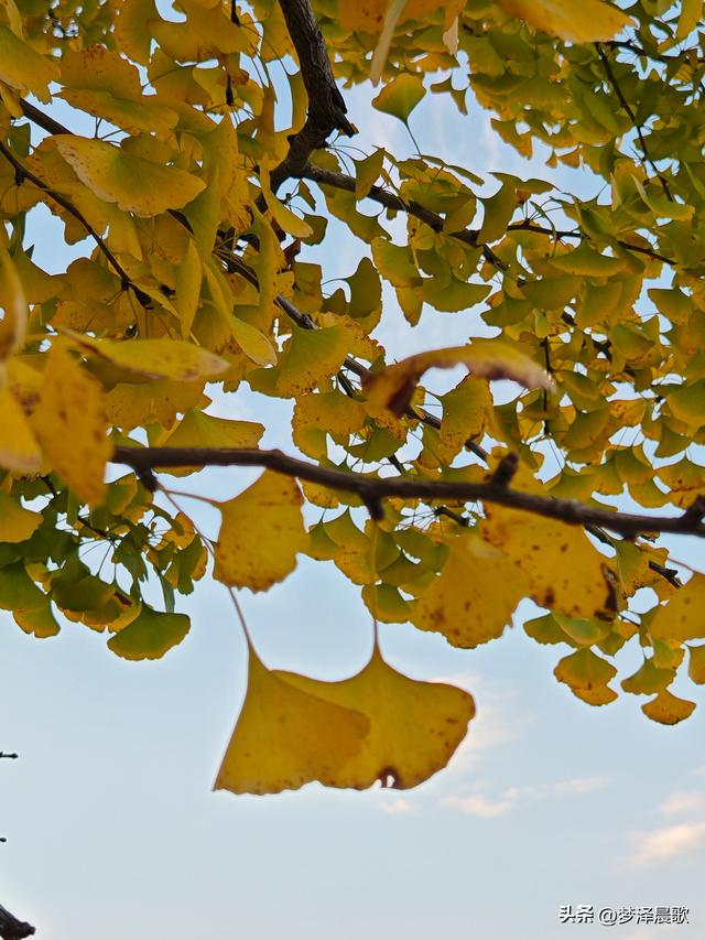 湖北随州，千年银杏谷 自然与人文的诗意交响