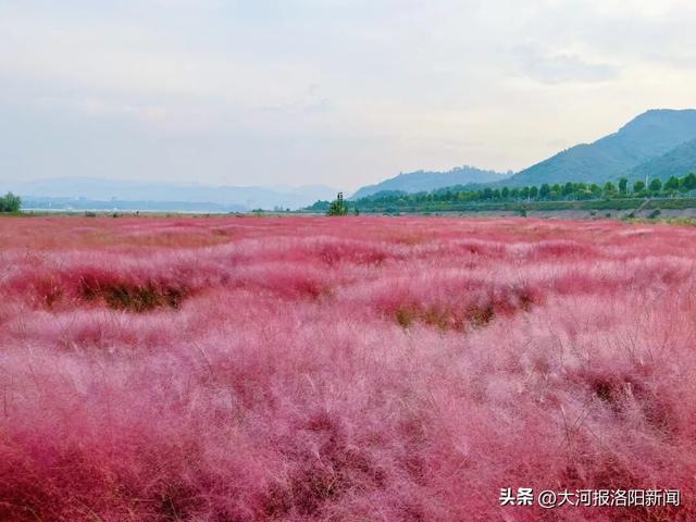 河南汝阳：北汝河湿地公园白鹭翩飞，绘就生态新画卷