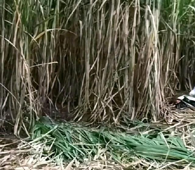 54岁李某甘蔗地杀2女人仍在逃！村民提供内幕，原因并不简单。