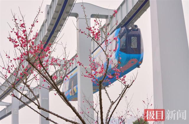 头顶空轨飞驰，身旁红梅似火，武汉这座公园上演硬核浪漫