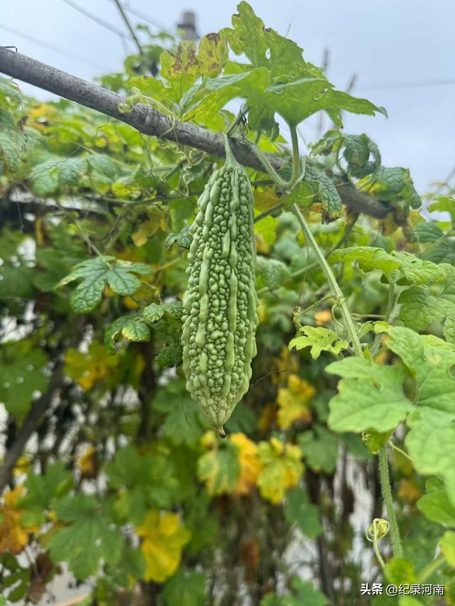 在这难得的双节8假期里，众生百态尽显。