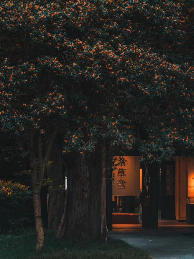 pong香!成都市区10大桂花观赏地,地铁直达0门票!