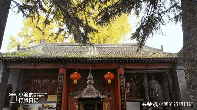 黄了黄了！西安秦岭1700年神仙古树，又到一年最美时！