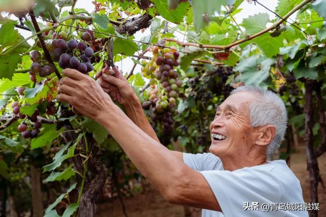 城阳宫家村葡萄季甜蜜来袭，采摘攻略请收好！