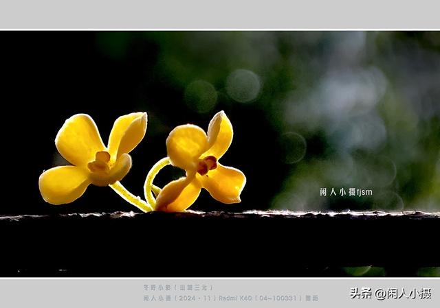 聊手机摄影（85）手机摄影用光入门须掌握	，极具表现力的逆光摄影