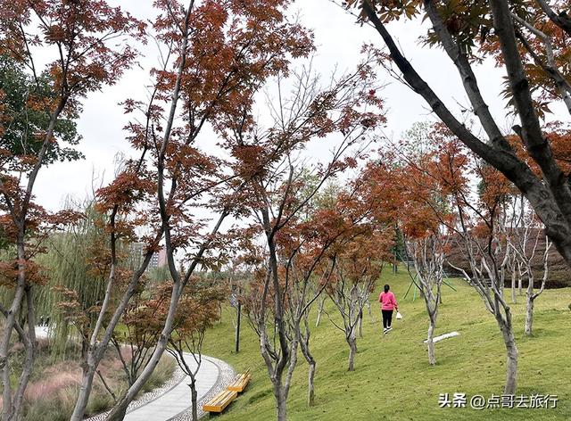 成都双流被低估景区，枫叶惊艳恍若到了川西，不要门票，公交直达