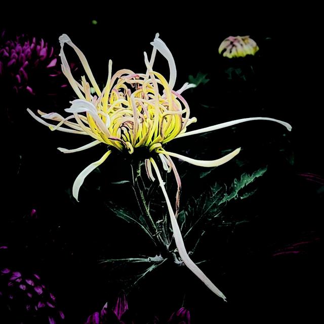 武汉动物园金秋菊展集锦