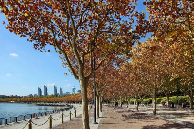 周五宠粉日|3条宝藏慢跑路线解锁秋日运动活力,文末还有海湾国家森林公园门票相赠!