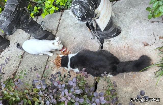 从“流浪无依”到“宠爱有道”，金海街道这个社区有“喵”招→