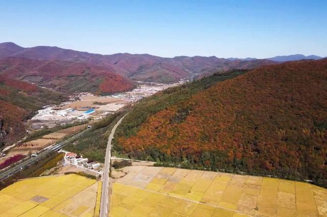 窗外是五花山！东北的这趟列车，当季要火！