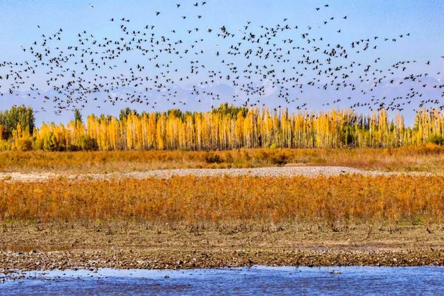 鸿雁带霜来，秋色始斑斓