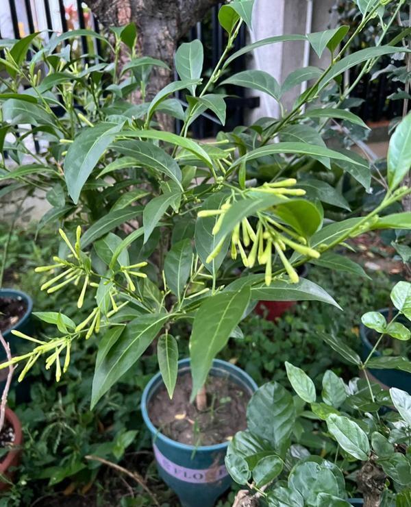 阴花不能进阳宅！这5种花“打死”也不养，家里若有？快挪走！