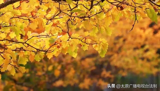 太原创森|赏“秋”正当时！来太原这个公园遇见最美秋日