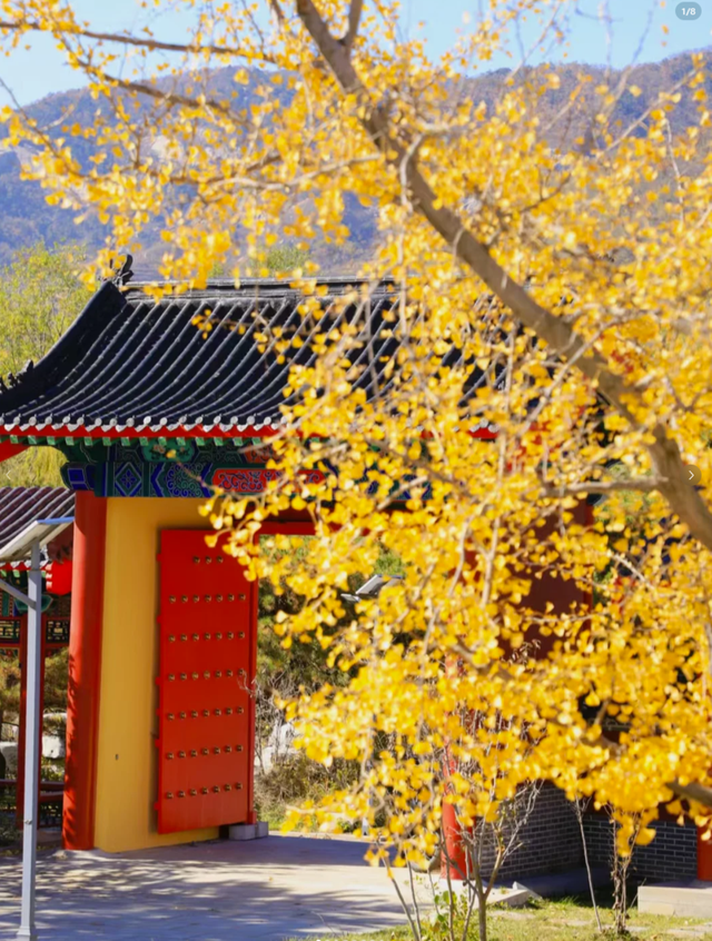 一次门票钱，免费一整年！潍坊5A级景区惠民年卡上线！