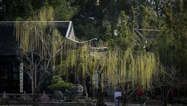 春风沉醉的瘦西湖