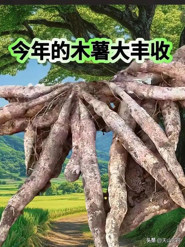 木薯淀粉是什么东西？揭秘这种神秘成分！